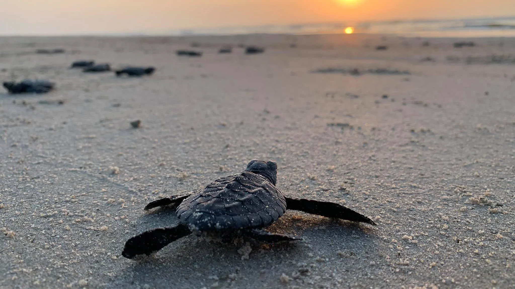 turtle walks at night