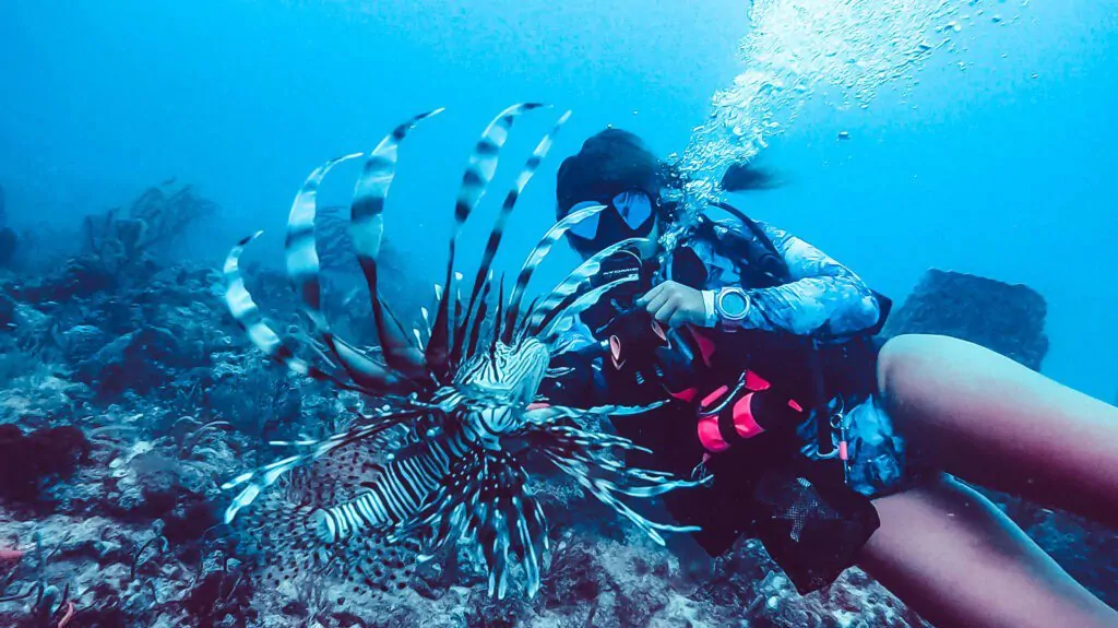 hammerhead reef fort lauderdale